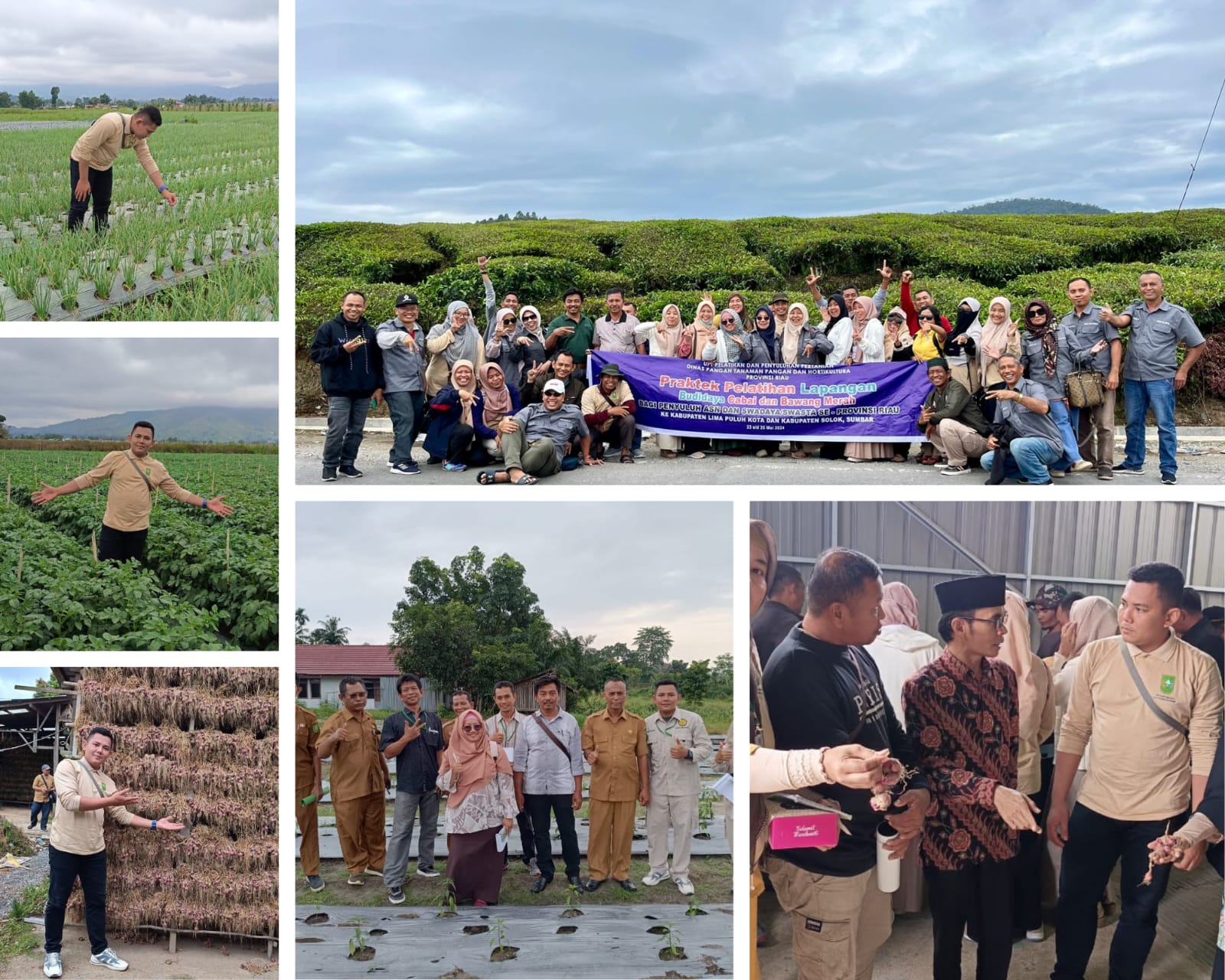 Dinas Pangan, Tananaman Pangan Dan Hortikultura Provinsi Riau Mengadakan Pelatihan Budidaya Cabai Dan Bawang Merah Bagi Petugas/penyuluh Asn/p3k Dan Penyuluh Swadaya