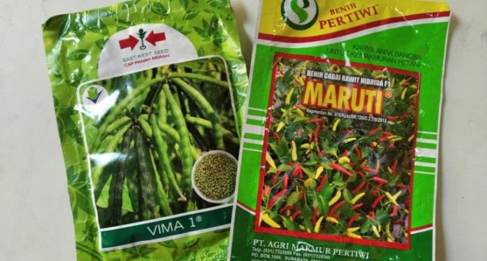 CARA MEMELIHARA INDUK SAPI