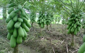 Cara Budidaya Pepaya California