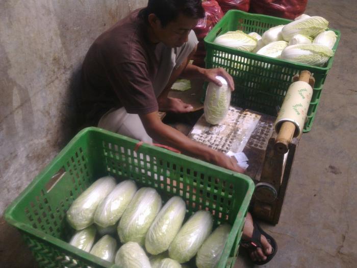 TEKNOLOGI PASCA PANEN SAYURAN