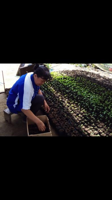 Kiat Sukses Penyemaian Bibit Cabai