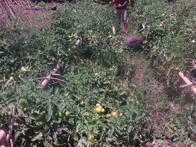 PEDOMAN TEKSNIS BUDIDAYA TOMAT