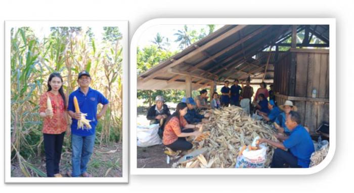 Panen Dan Pascapanen Tanaman Jagung