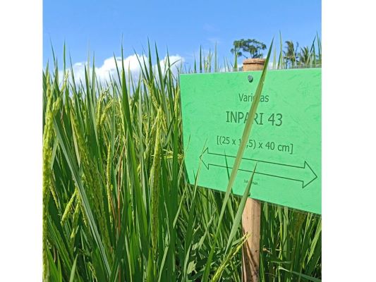 PRODUKTIVITAS PADI GSR TETAP TINGGI DENGAN SETENGAH DOSIS REKOMENDASI PUPUK NPK