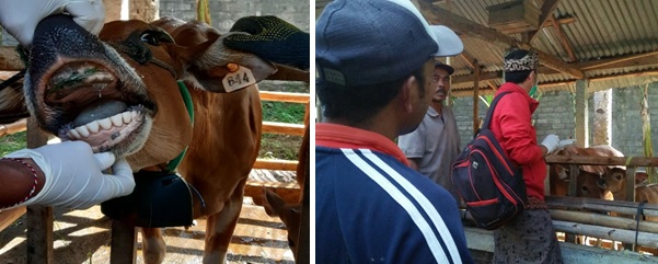  Asuransi Usaha Ternak Sapi (AUTS) Melindungi Aset Ternak Sapi   Poknak  Kerta Semadi