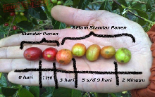 Pemanenan Buah Kopi