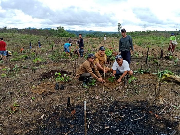 PENGEMBANGAN JENGKOL DI KECAMATAN GUNUNGKENCANA KABUPATEN LEBAK