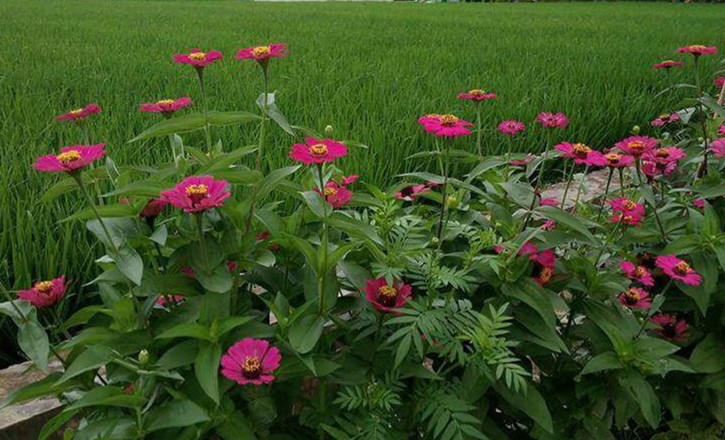 Ngobras On The Spot: Brigade Pangan Garda Terdepan Menuju Swasembada Pangan