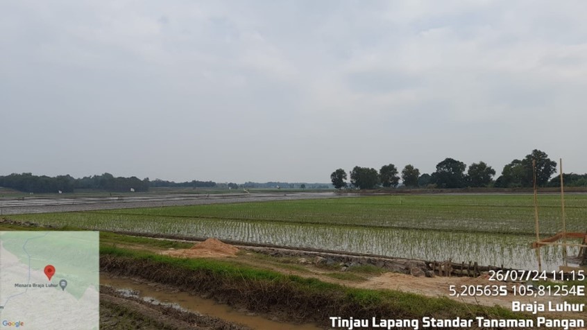 STANDAR BUDIDAYA TANAMAN PADI RAWA