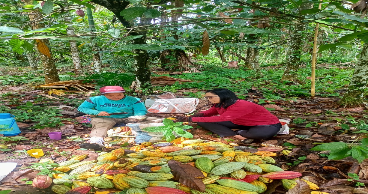 Panen Dan Pasca Panen Kakao