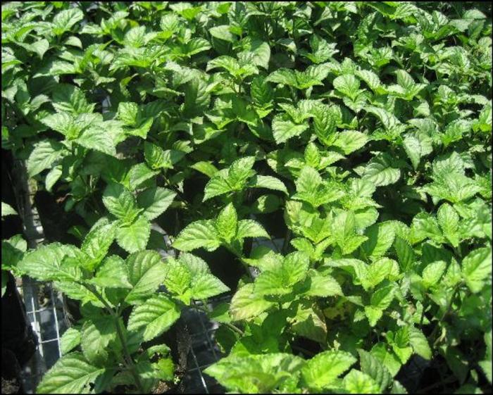 FAKTOR UTAMA YANG BERPENGARUH DALAM  MENENTUKAN POLA TANAM NILAM