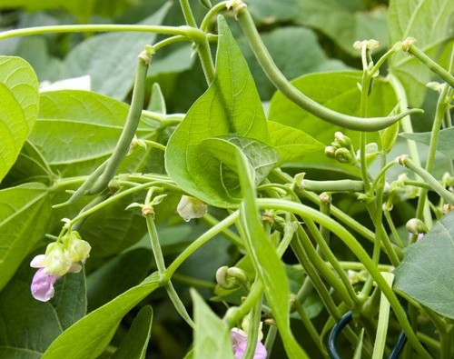 Kandungan Gizi, Manfaat dan Teknik Sederhana Budidaya Buncis