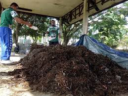 pemupukan berimbang pada tanaman padi