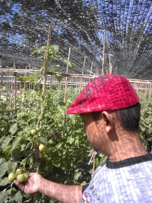 pemanfaatanpekarangan untuk budidaya tomat di poktan ngudi makmur 1 desa manjung