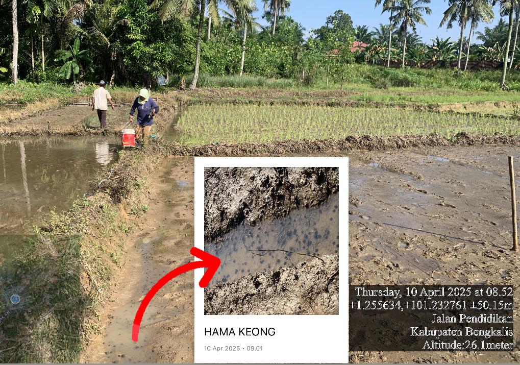 PETANI BERUPAYA MENGENDALIKAN HAMA KEONG MAS YANG MENYERANG PADI DI AWAL TANAM