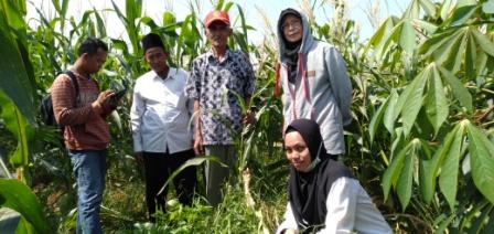 Pengendalian Penyakit Bulai Pada Tanaman Jagung