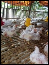 SNI PAKAN AYAM PEDAGING / BROILER