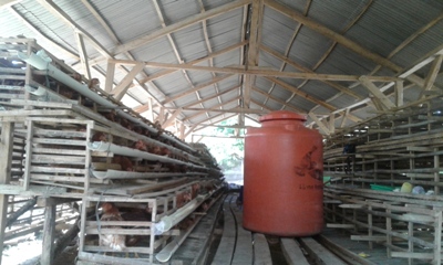 Budidaya Ayam Buras