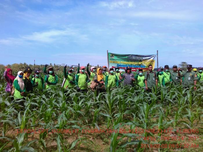 Gerakan Pengendalian OPT Jagung di Desa Klegenrejo