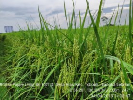 KENDALIKAN TIKUS SAWAH DENGAN PHT
