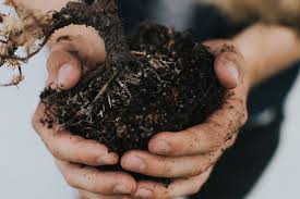 Cara Membuat Perangsang Akar Organik yang Mudah