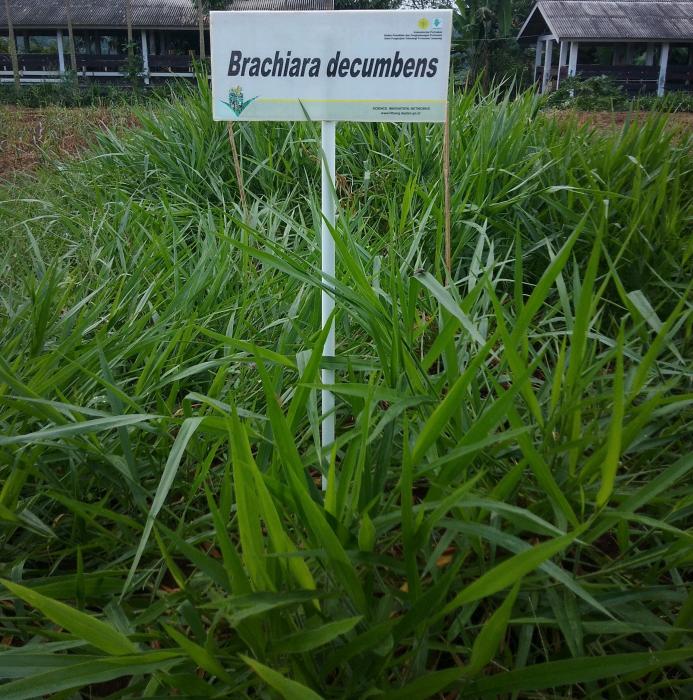 BUDIDAYA RUMPUT Brachiaria decumbens (Bede)