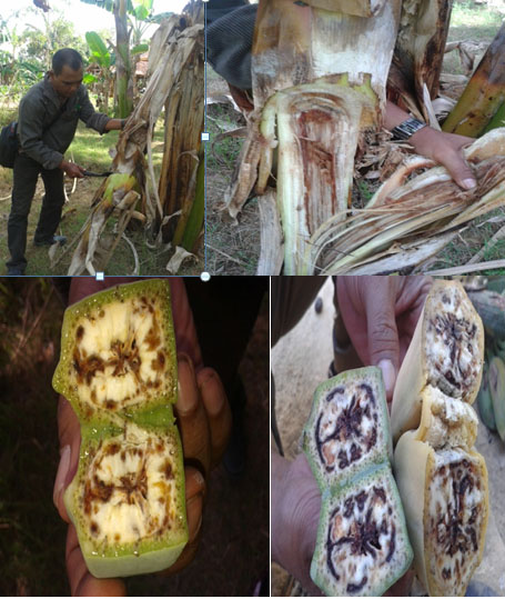 PENYAKIT DARAH PADA PISANG