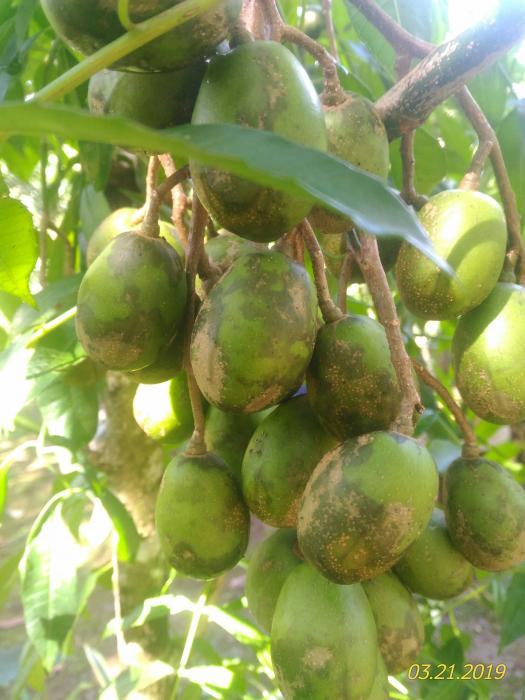 Cara Budidaya Tanaman Buah Dalam Pot Di Kalisemi Kelurahan Parakancanggah