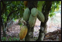 Standar Budidaya Kakao