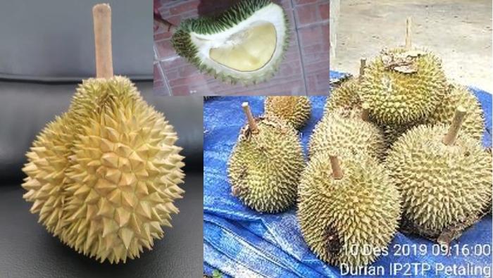 PENGELOLAAN HAMA TANAMAN DURIAN 