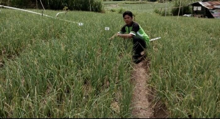 PENGENDALIAN HAMA ULAT BAWANG (Spodoptera Exigua ) PADA TANAMAN  BAWANG MERAH