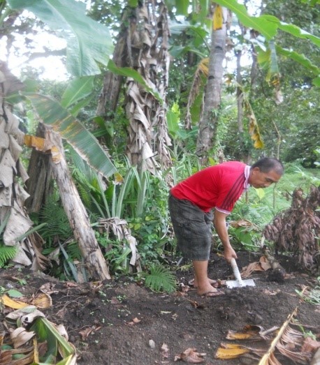 STRATEGI PENGENDALIAN FUSARIUM PADA TANAMAN PISANG