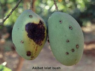 Mengenal Opt Mangga