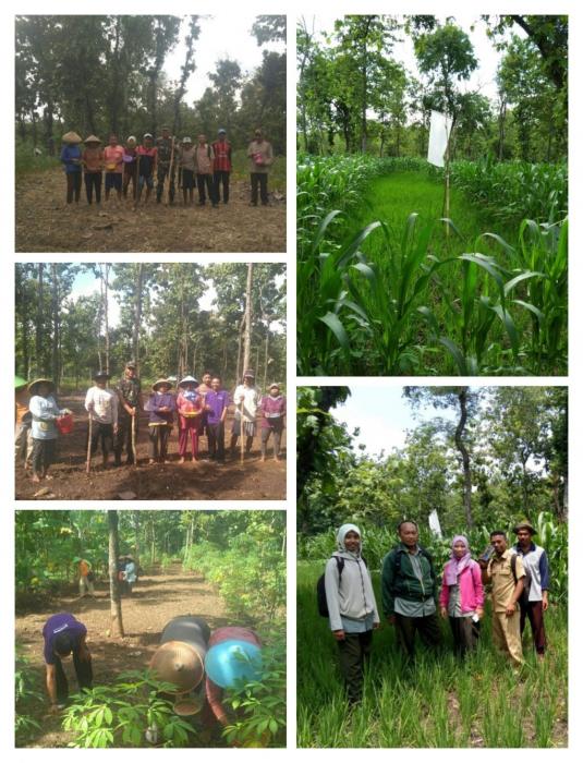 Penanaman Tumpangsari Padi Gogo-Jagung Lahan Kering di Kelompok Tani Wiro Bumi  Dusun Brendil, Desa Babadan, Kecamatan Paron Kabupaten Ngawi