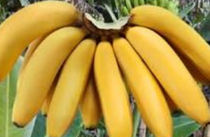 Budidaya Tanaman Pisang