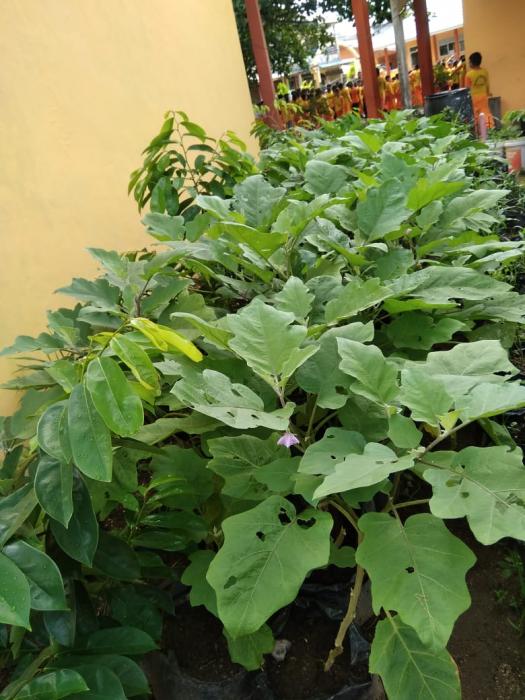 TEKNIK BUDIDAYA TANAMAN DI LAHAN SEMPIT WILAYAH PERKOTAAN