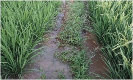 PENGAIRAN BERSELANG TANAMAN PADI SAWAH