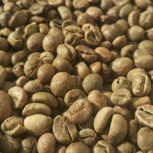 Cara Mudah Memilih Biji Kopi Berkualitas