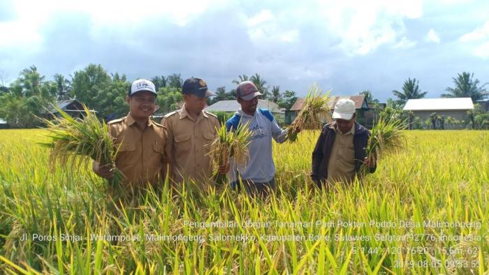 Panen Pada Tanaman Padi