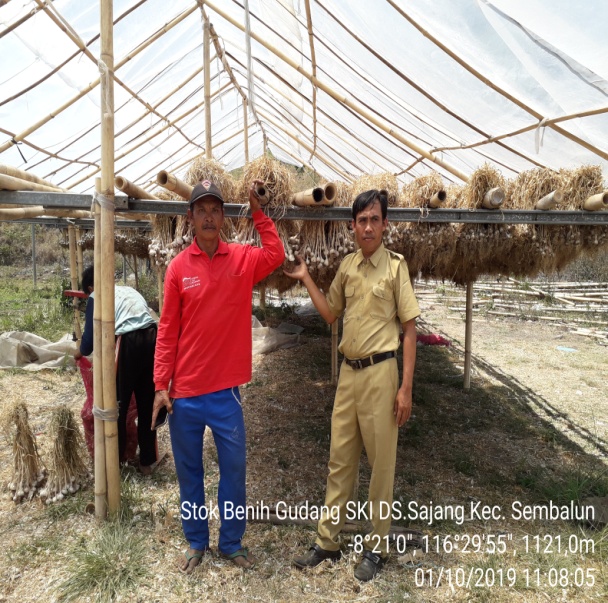 Bawang Putih Lokal Varietas Sangga Sembalun Sebagai Penyangga Benih Nasional