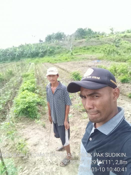 TANAMAN  TOMAT KELOMPOK TANI TUNAS BARU   SARIPUTIH SP-2