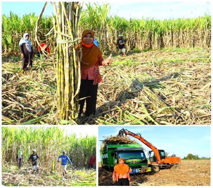 Masuki Masa Panen Tebu, Ini Yang Dilakukan
