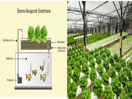 Pengenalan  Hidroponik dan Aquaponik Sayuran