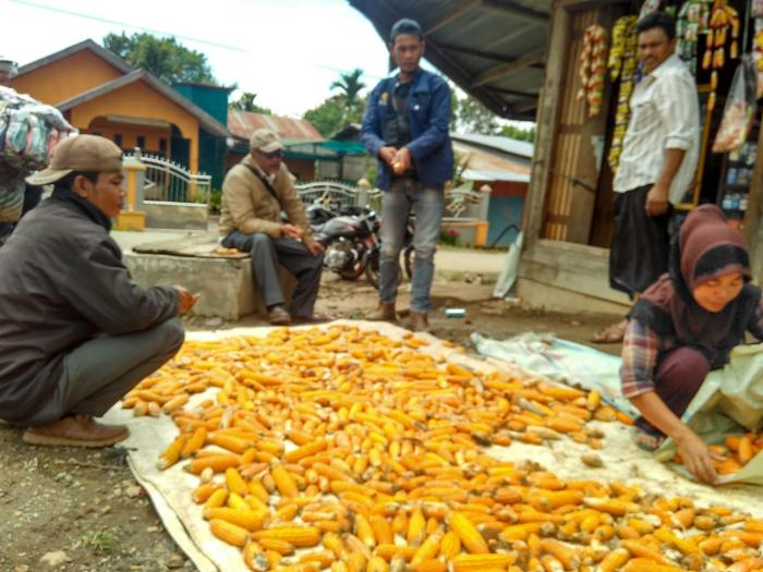 Teknik Budidaya Tanaman Jagung 