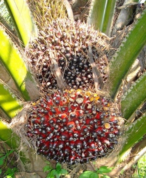 BUDIDAYA RUMPUT UNGGUL KING GRASS ORGANIK (Memanfaatkan Cendawan Mikoriza Arbuskula = CMAdan Pupuk Kandang)
