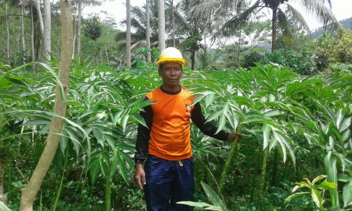 BUDI DAYA TANAMAN PORANG