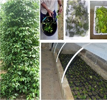 Memilih Usaha Ternak Dengan Modal Kecil dan Menguntungkan 