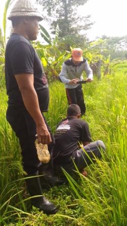 PENANGGULANGAN HAMA TIKUS