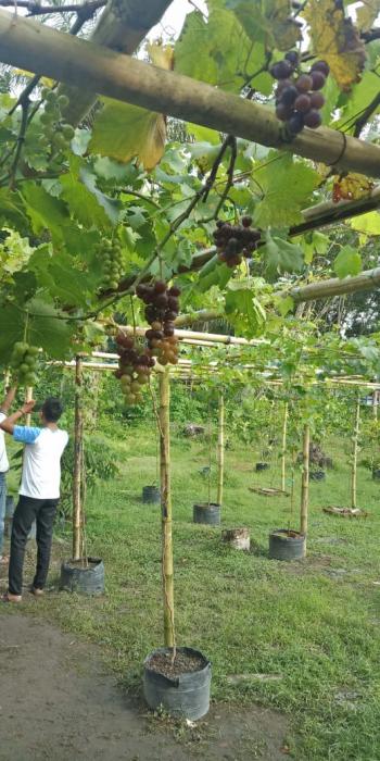 ATASI KRISIS PANGAN DENGAN DIVERSIFIKASI PANGAN LOKAL