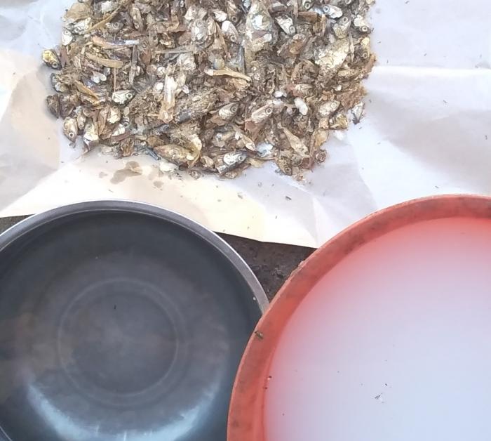 Mikroorganisme Lokal ( Mol) Ikan Asin